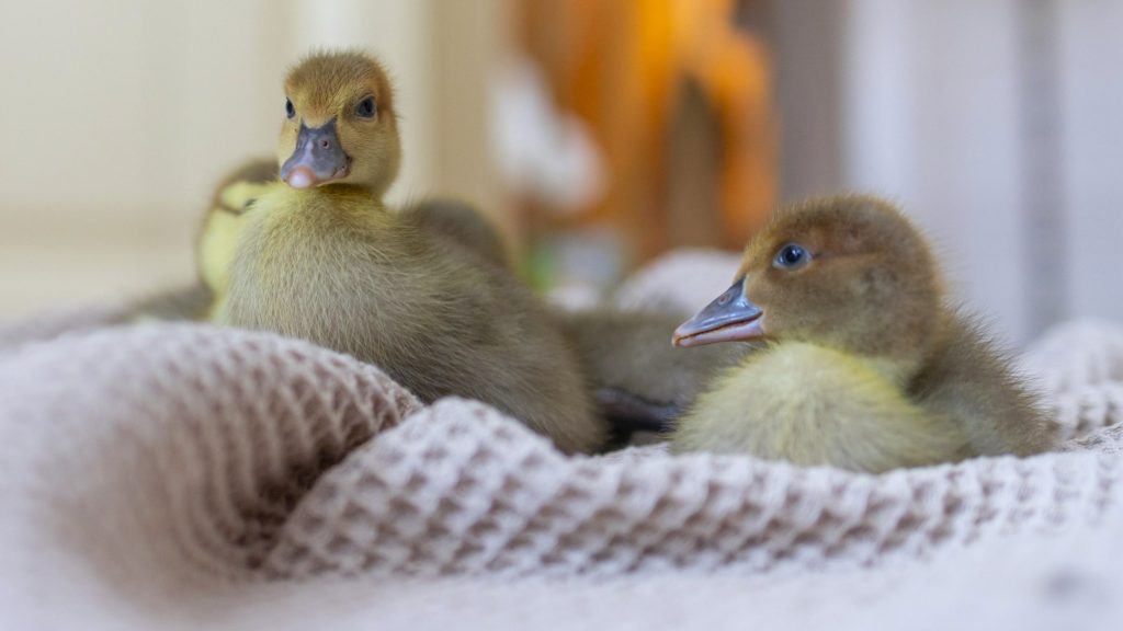 Cute Ducklings have arrived in your home - what next? | Living With Waterfowl