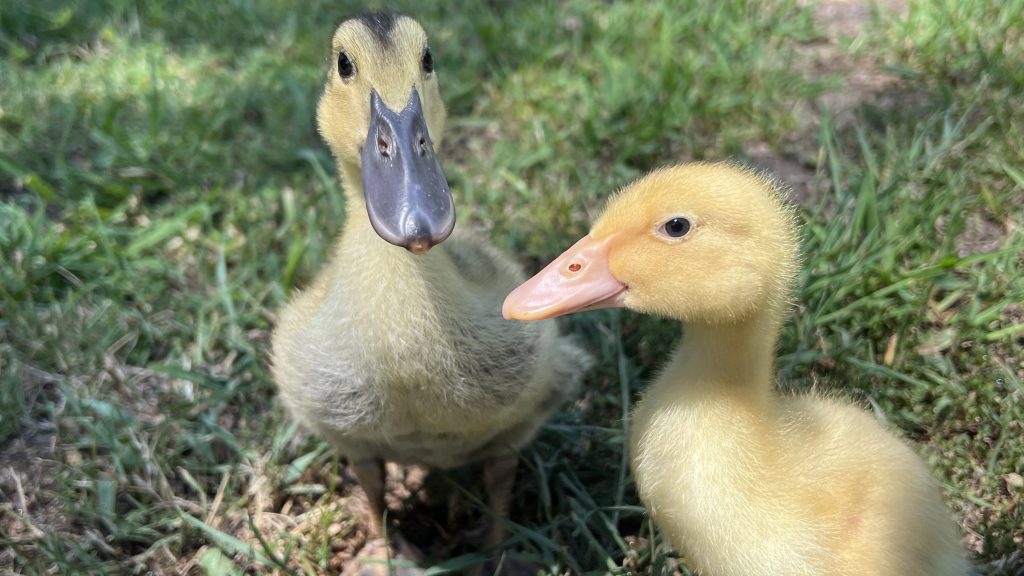 Ducklings Kazoo and Pekinchu enjoying a walk in the yard with their Mom | Living With Waterfowl