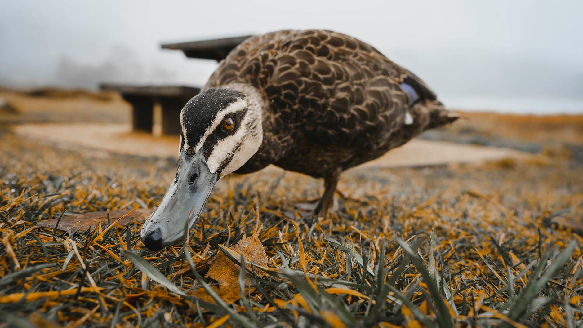 Photo of a bird foraging for bugs | Living With Waterfowl