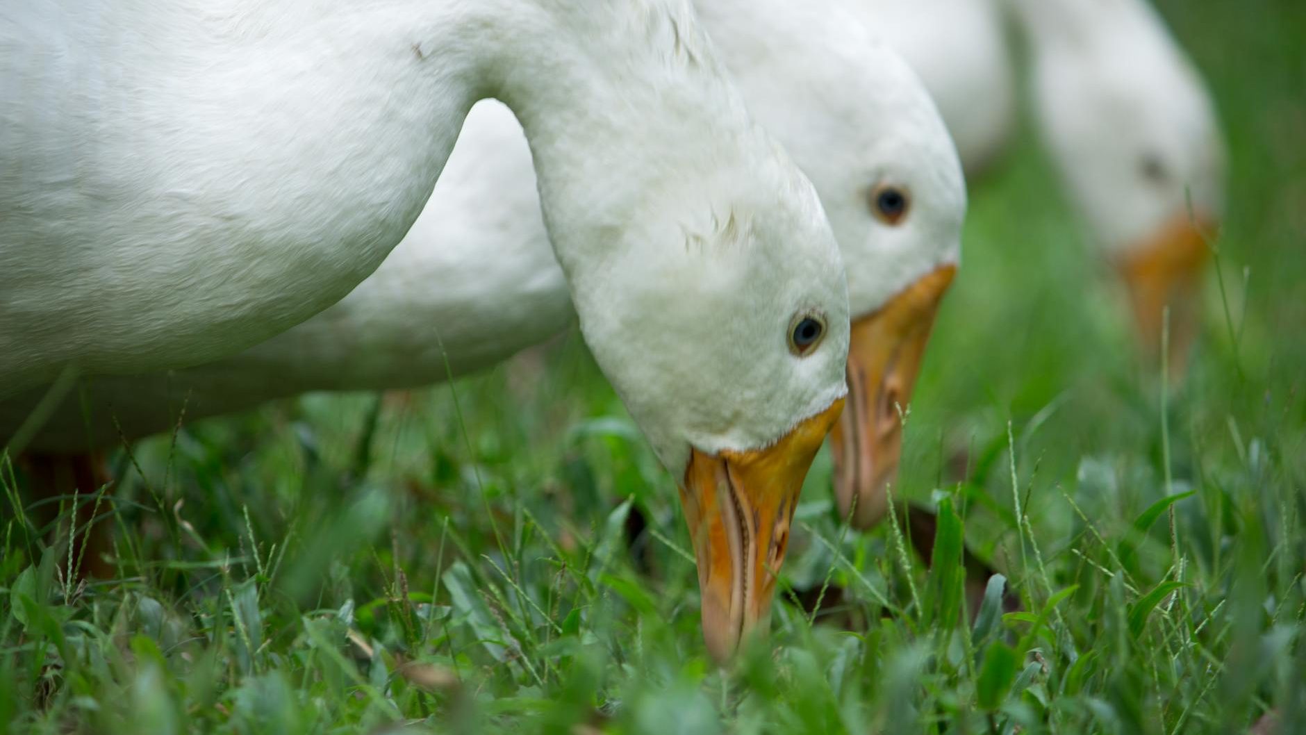 Geese grazing | Living With Waterfowl