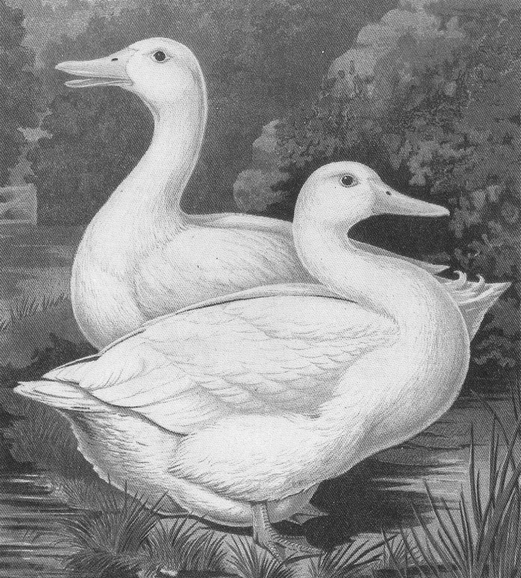 By Lithograph after J W Ludlow - The Illustrated Book of Poultry, 1873, reproduced Ambrose, Alison (1982) The Aylesbury Duck (1,991st ed.), Aylesbury: Buckinghamshire County Museum ISBN: 0 86059 532 3., Public Domain, https://commons.wikimedia.org/w/index.php