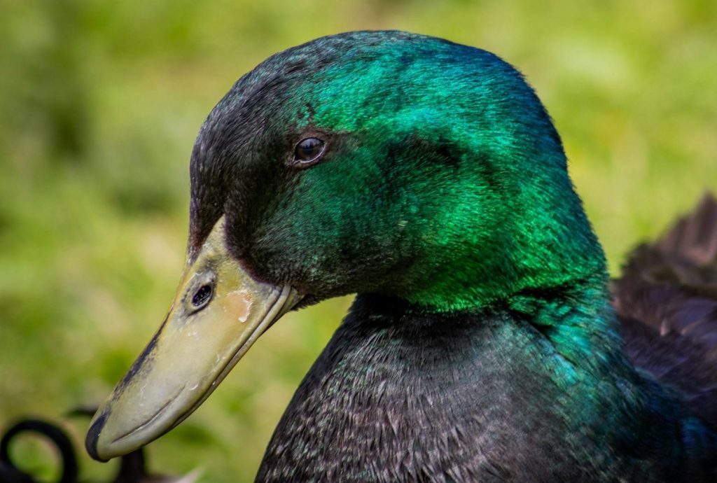 The Cayuga Duck | A Breed Focus