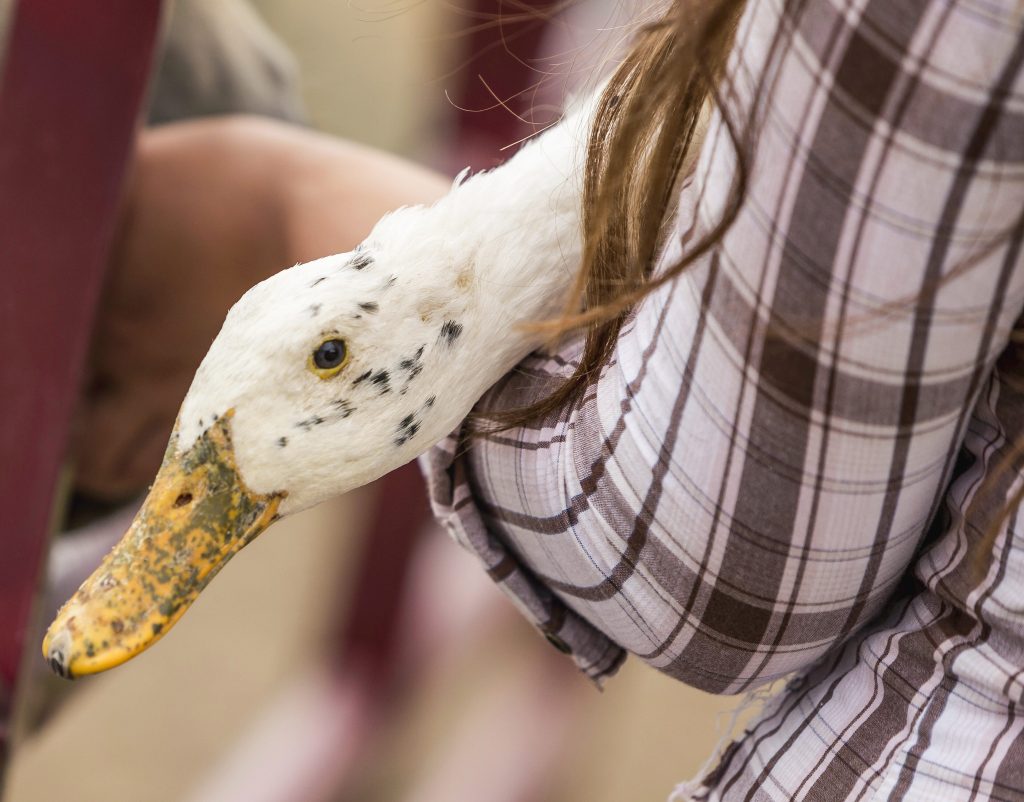 Infographic: Botulism and Flushing&nbsp;Toxins